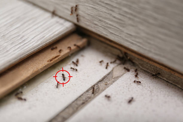 Best Pest Inspection Near Me  in Roessleville, NY