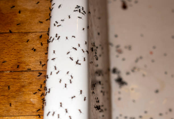 Best Flea Control Services  in Roessleville, NY