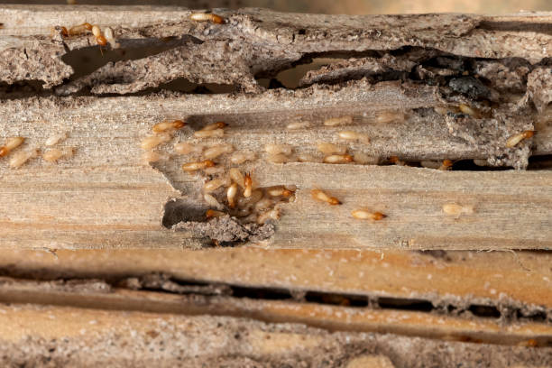 Best Residential Pest Control  in Roessleville, NY
